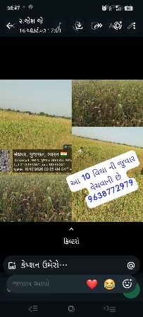 10 જુવાર વેચવાની 6