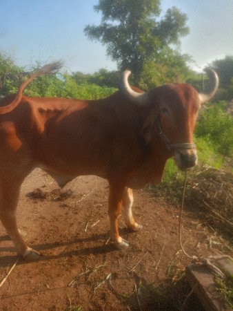 બળદ વેચવાના છે