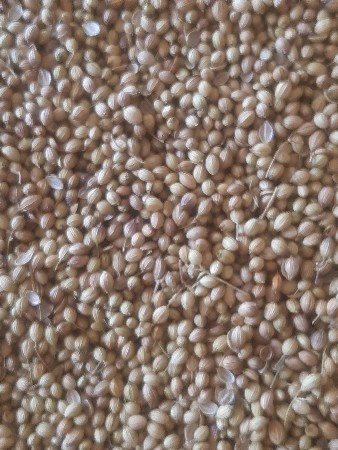 ધાણા  બિયારણ વેચવાનુંછે