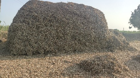 માંડવી નો ભૂકો