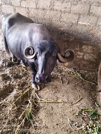 ભેંસ વેચવાની છે