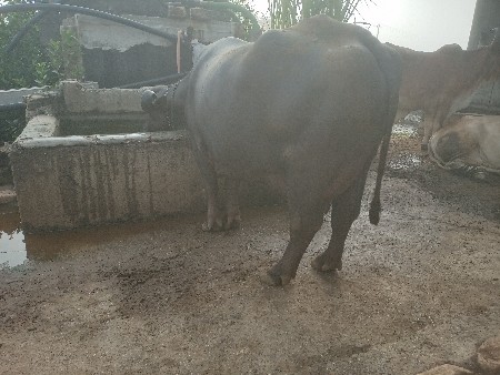 ભેંશ વેચવાની છે