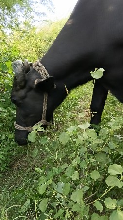 વેચવાની છે