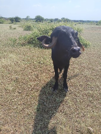 ખડેલી વેચવાની છે