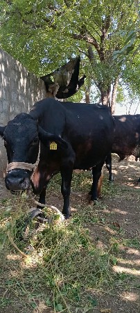 ગીર કોસ