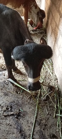 આ પડો વેસ વાનો સે