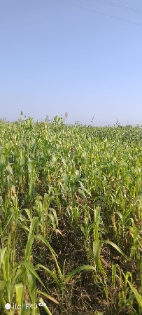 જુવાર વેસવાની સે