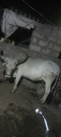 હોળકી વેચવાની છે