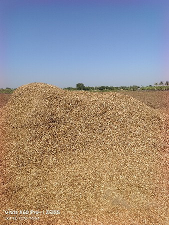 સોયાબીન નોભુકોવેશવાનોછે