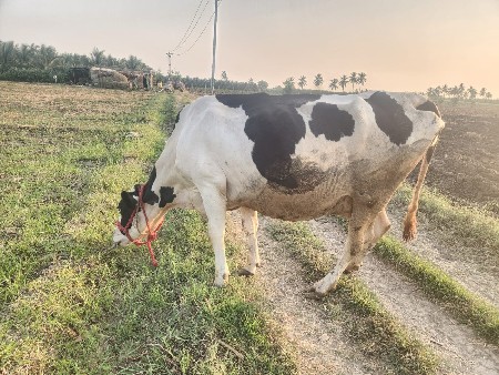 H F ગાય વેચવાની છે