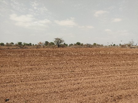 10 વિઘા