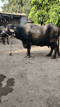 ભેંસ વેચવાની સે