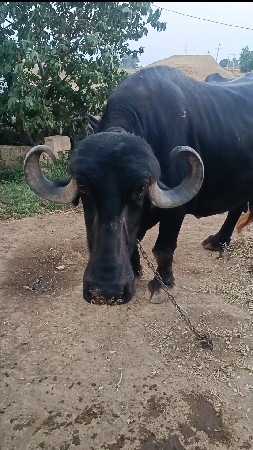 ભેંસ વેચવાની છે.