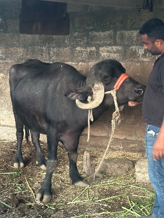 3 વર્ષ ની ખડાઈ