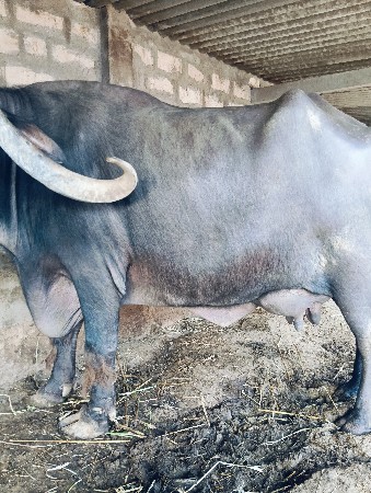 ભેંશ વેચવાની છે