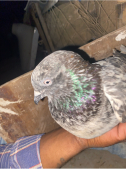 કબૂતર વેચવાના છે