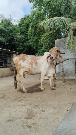 ગીર ગાય
