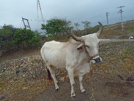 બડધ