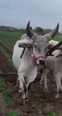 બળદ વેચવાનો છે