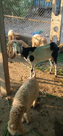 બકરી