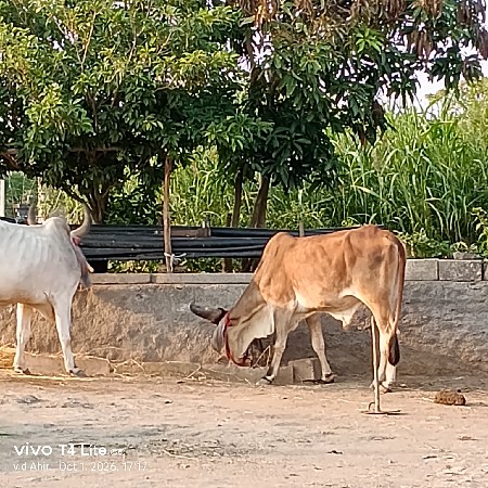 બળદ વેચવાના છે