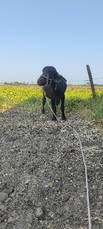 1 વેતર.એક માહીના ની કાચી