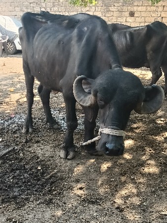 ખડેલું