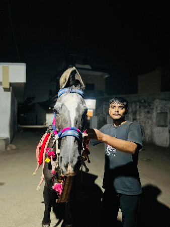 ઘોડીનાસાટા કવાના છે સાટેઘોડી