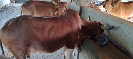 ગાય વેચવાની છે