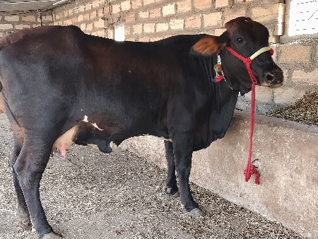ક્રોસ વેચવાની છે