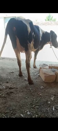 એસબ ઓડકી વેચવાની છે