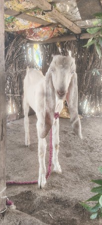 બકરીઓ વેચવાની છે