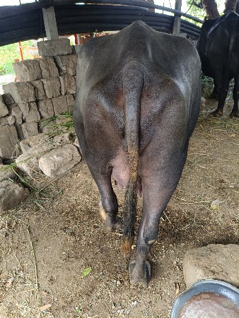 ખળેલી વેચવાની છે