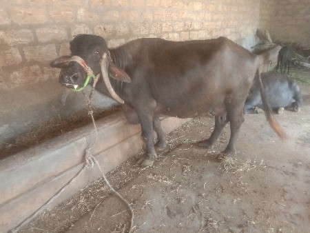 ભેંસ વેચવાની છે