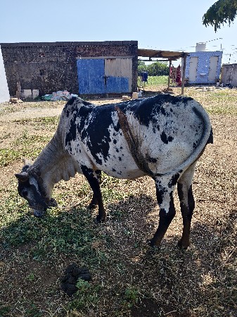 હોડકી વેચવાની છે