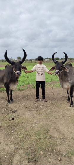 ગોઢલા  વેસવાના. સે