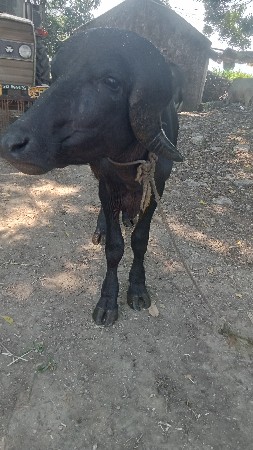 પાડો