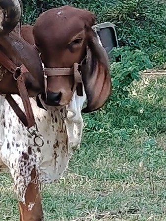 કાબરી