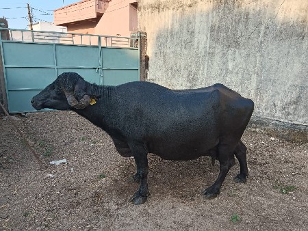 ભેંસ વેચવાની છે