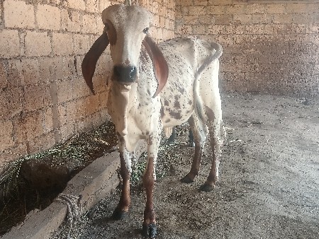 ઓરિજનલ ગીર વાચડી દેવા ની છે