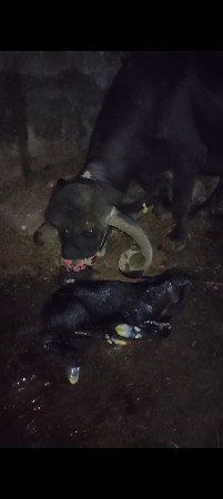 ગીર સોમનાથ સોનારીયા