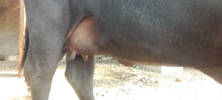 ભેંસ વેચવાની છે