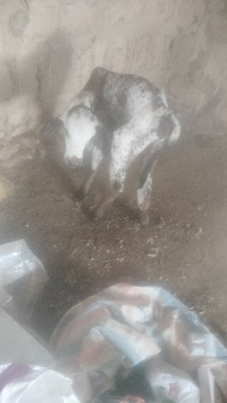 jarsi gayu vechavani se