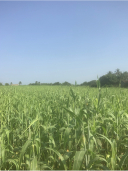 લીલી જુવાર
