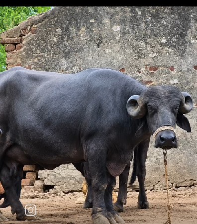 3 જુ વેતર