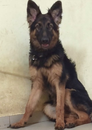 germanshepherd femel