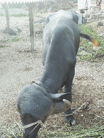પાડો વેચવા નો છે