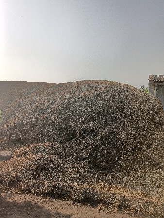 Girnar madavi no palo vesavanuse
