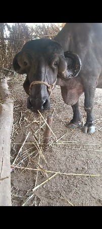 જય લંબાઈ ચાલી છે નીચે પાડવું છે અન