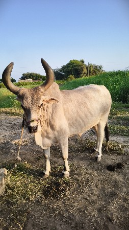 બળદ વેચવાના છે